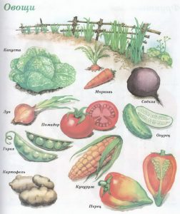 Овощи - новые слова